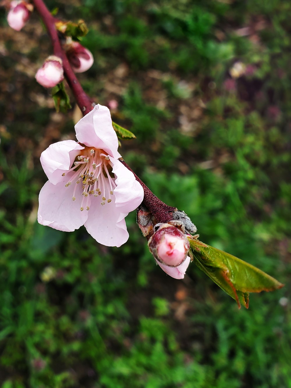 a flower that is on a tree branch