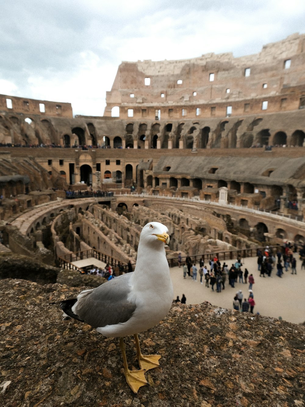 a seagull sitting on a rock in a roman amphit