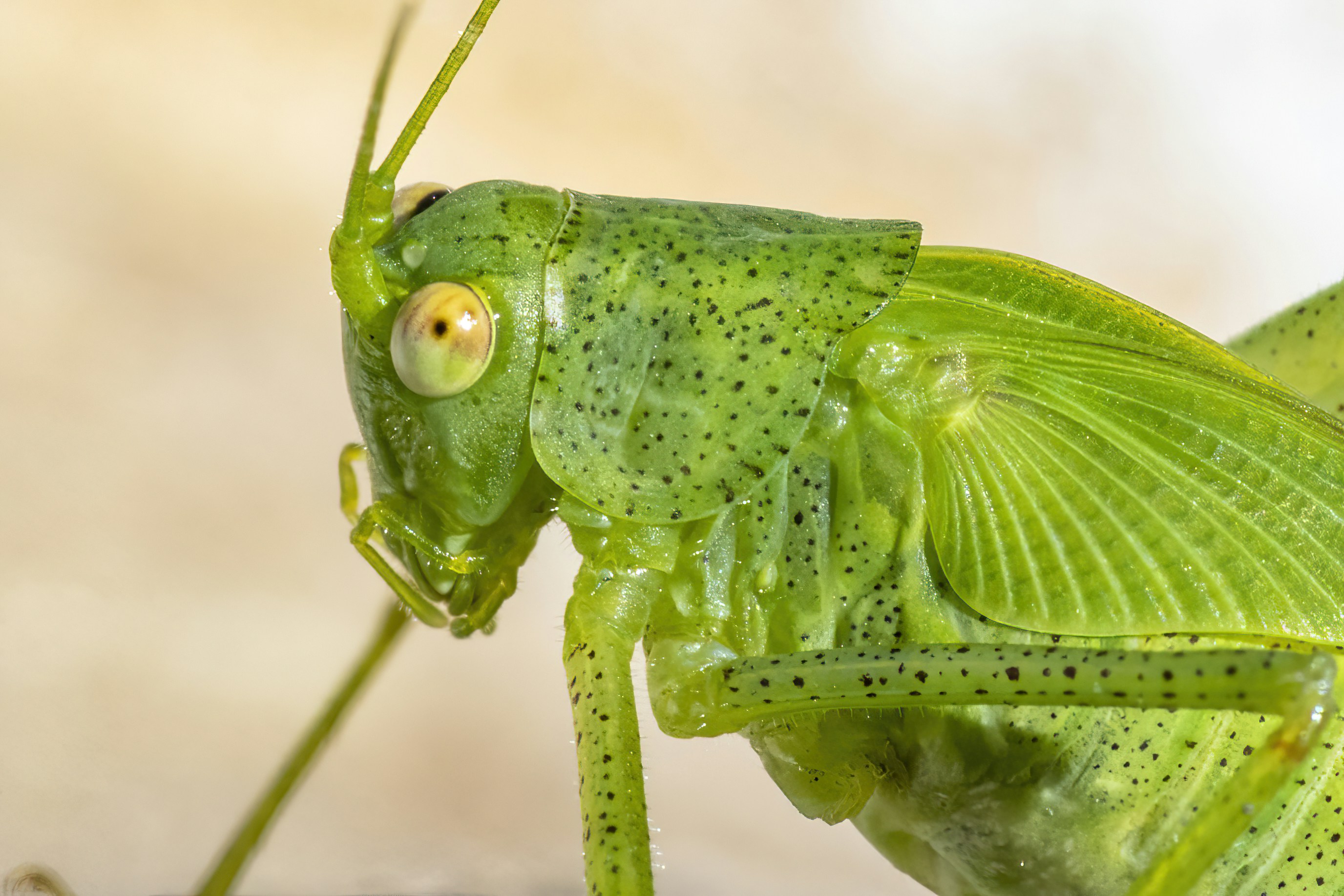 Photo by jddartphotographer