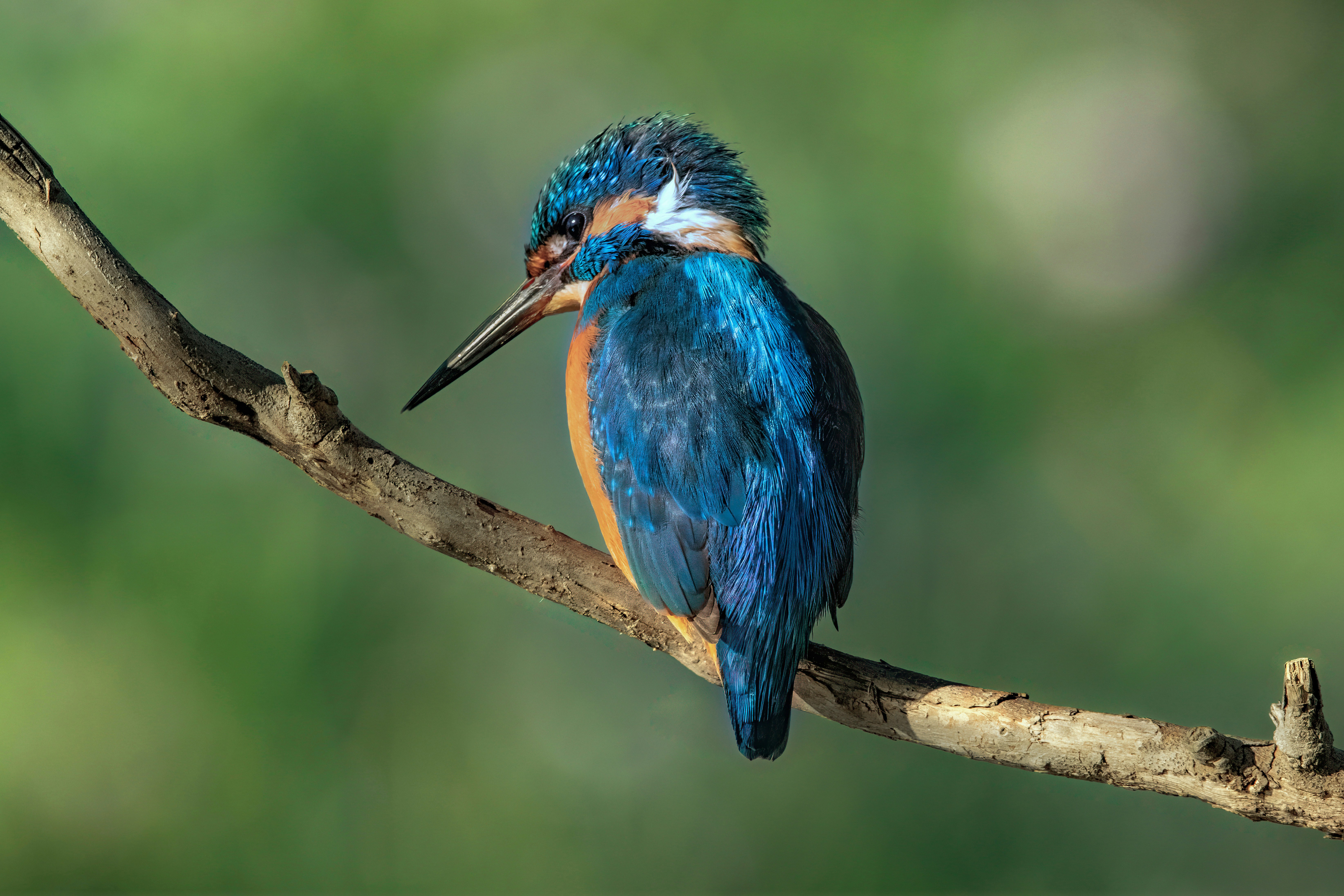 Photo by jddartphotographer