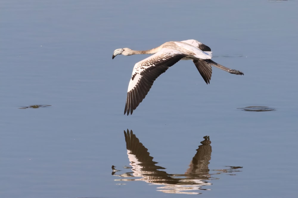 a bird flying over a body of water