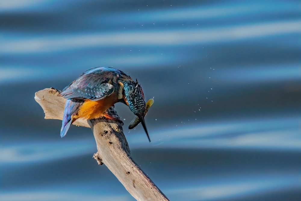 Un pájaro con un pez en la boca sentado en una rama