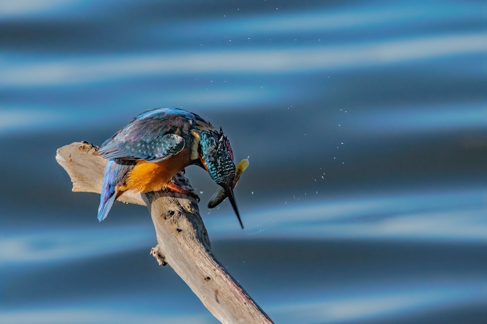 ein Vogel mit einem Fisch im Maul, der auf einem Ast sitzt