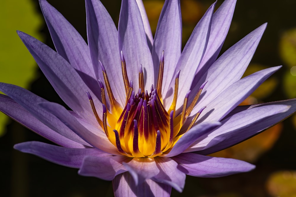 a purple flower with yellow center surrounded by water lilies