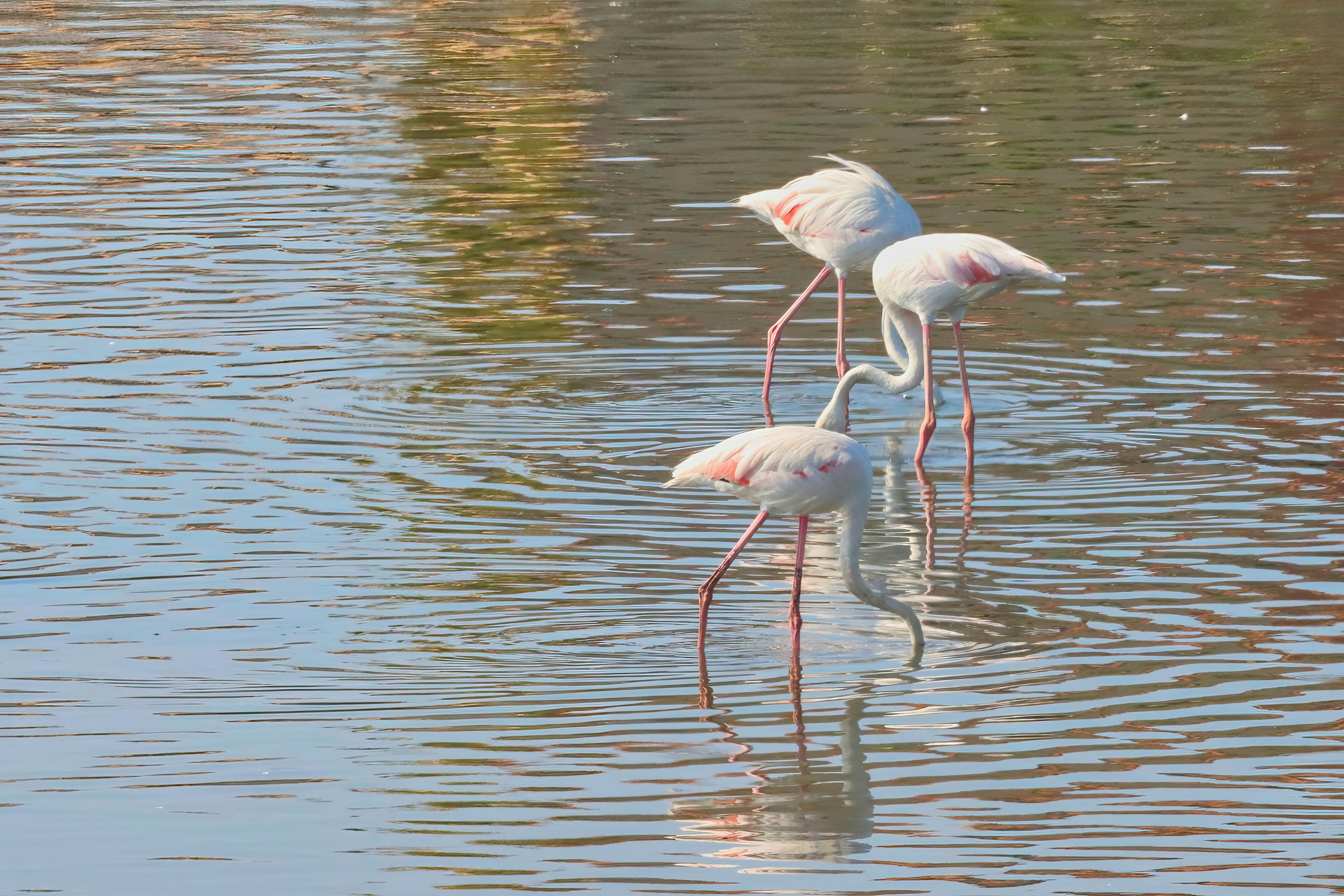 Photo by jddartphotographer