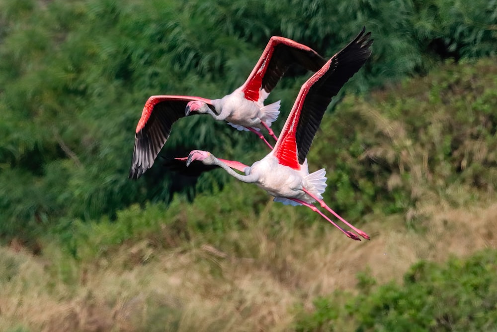 two pink and white birds flying over a lush green field