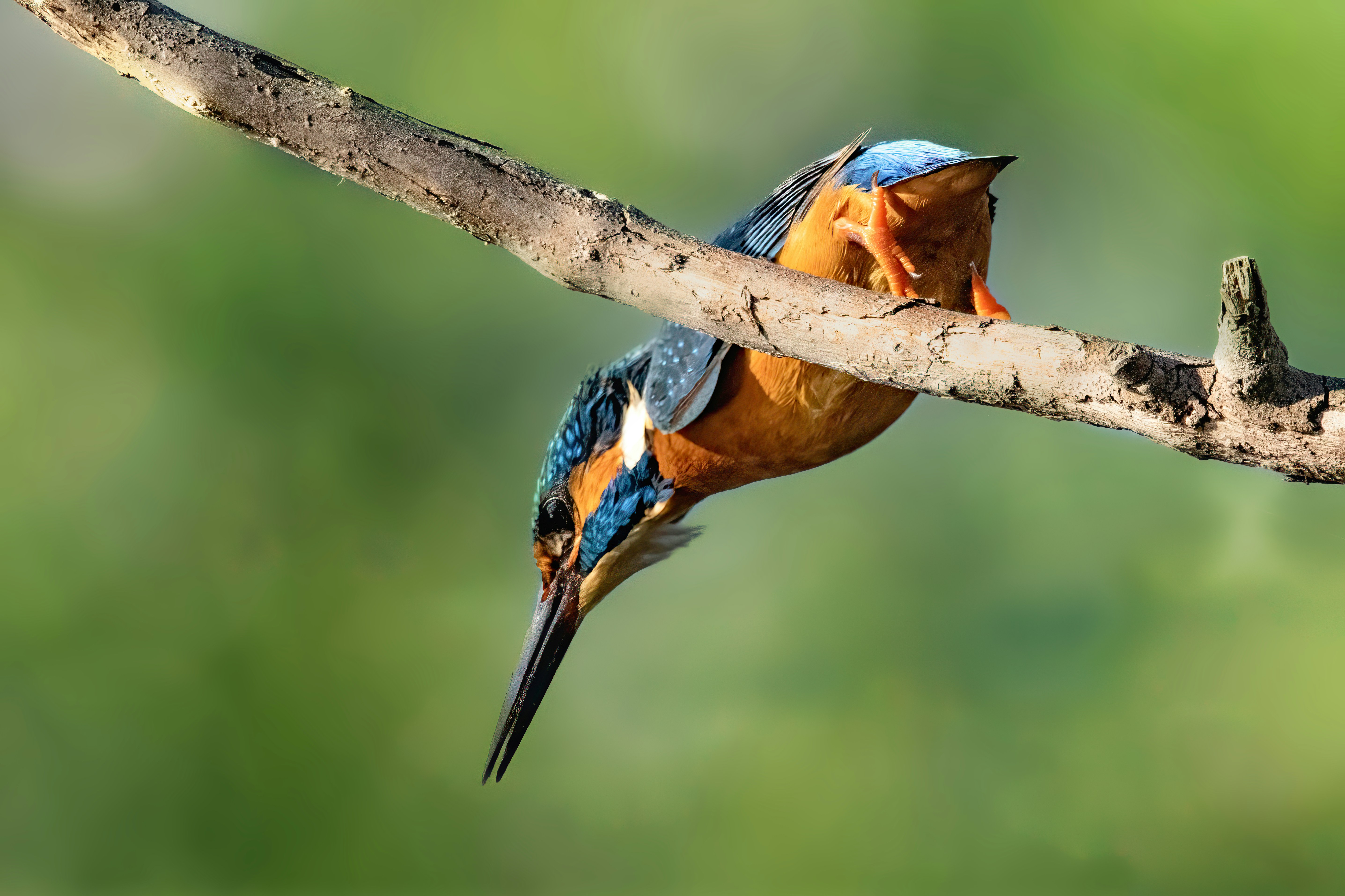 Photo by jddartphotographer