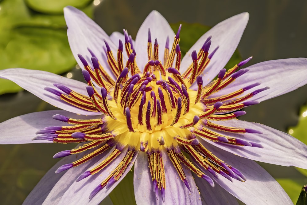 a close up of a purple and yellow flower