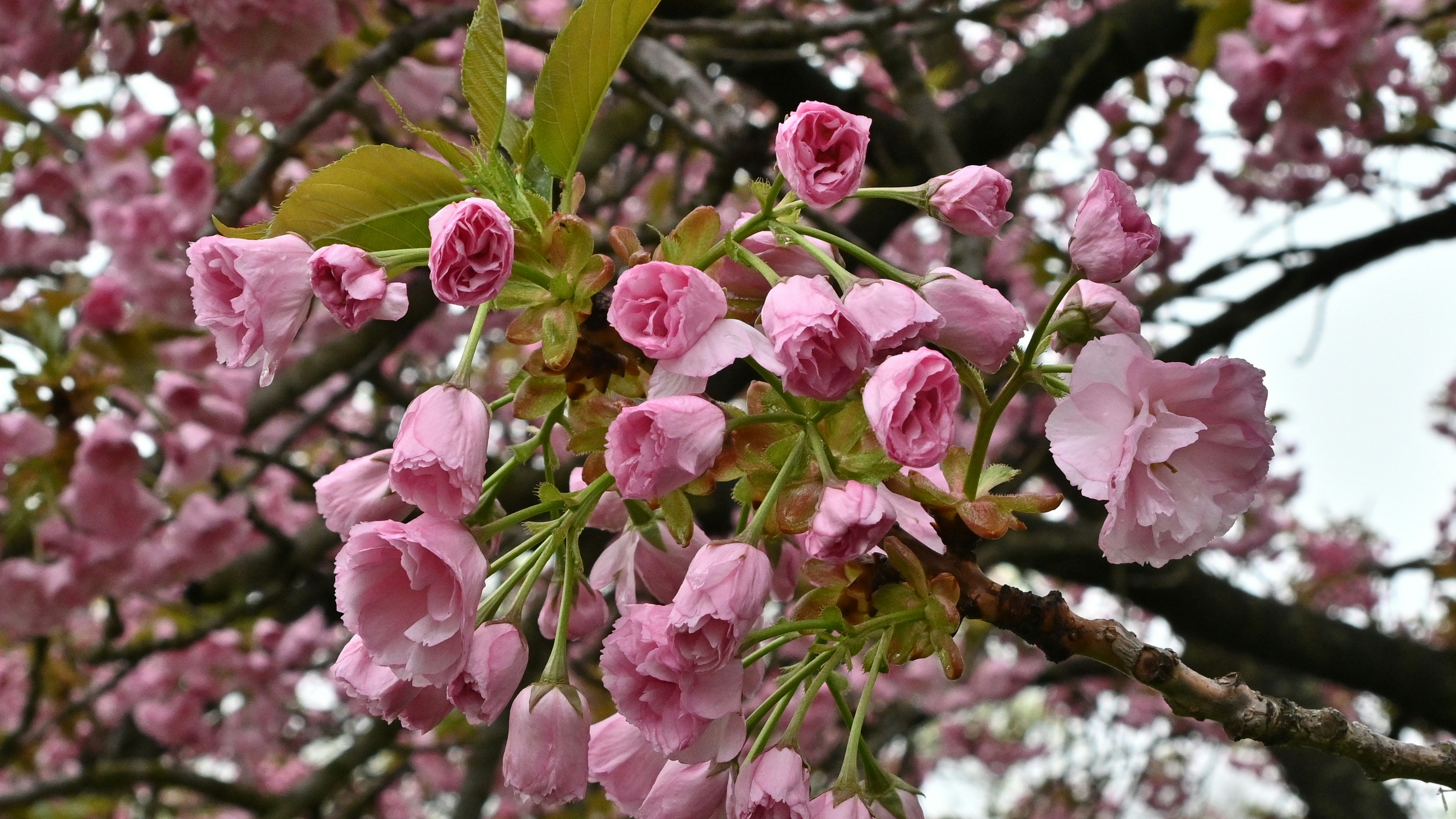 flores cor-de-rosa estão desabrochando em um galho de árvore