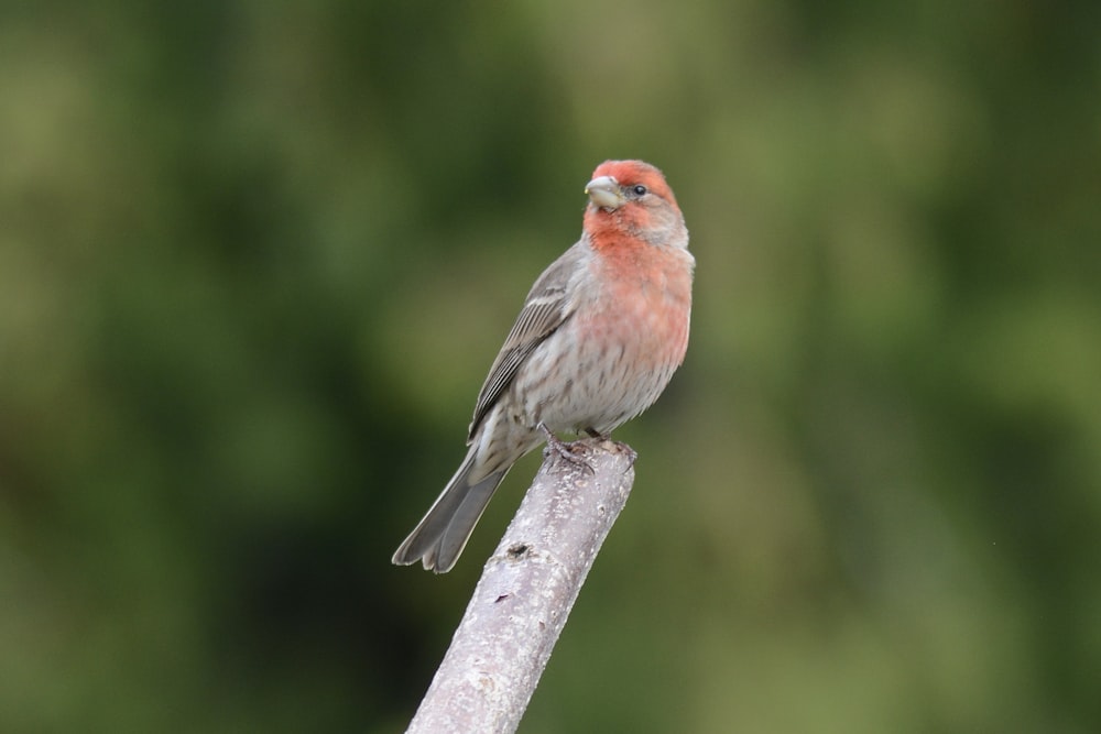 a small bird sitting on top of a piece of wood