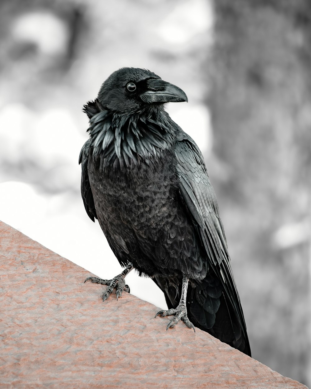 un uccello nero seduto sulla cima di un tetto