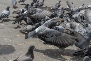 Various colorful pigeon feed blends arranged in bowls.