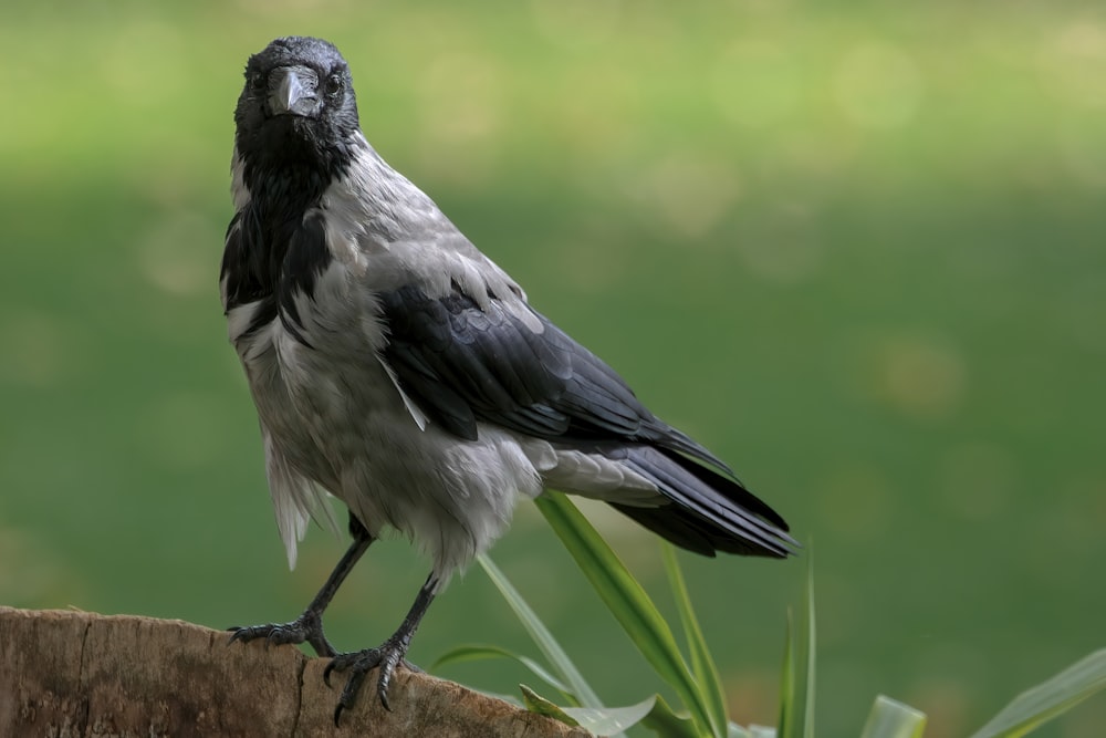 a black and white bird sitting on top of a tree stump