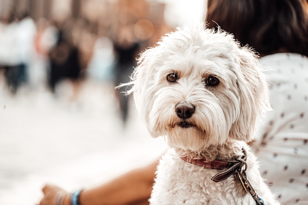 a small white dog sitting on top of a woman's lap