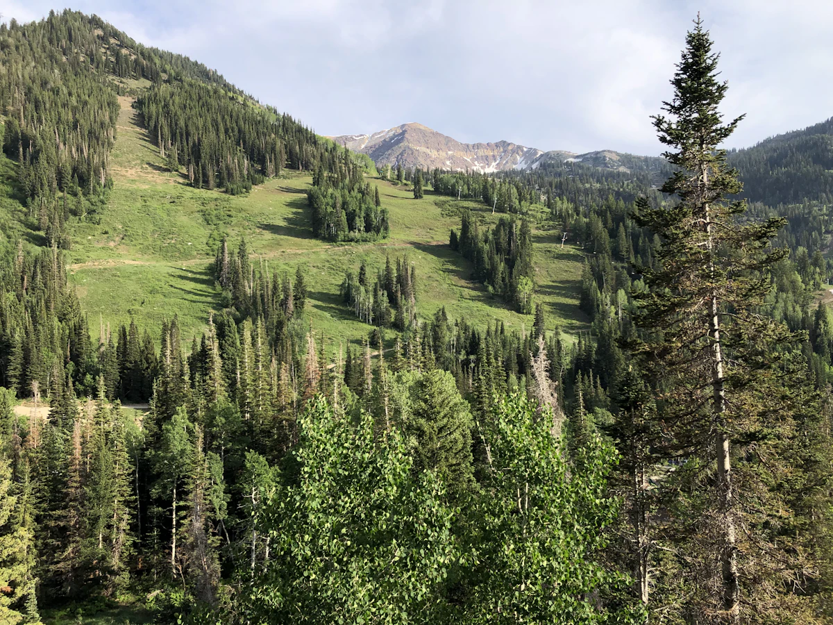 A green ski slope between stands of fir trees at Snowbird, with a bare rocky peak behind