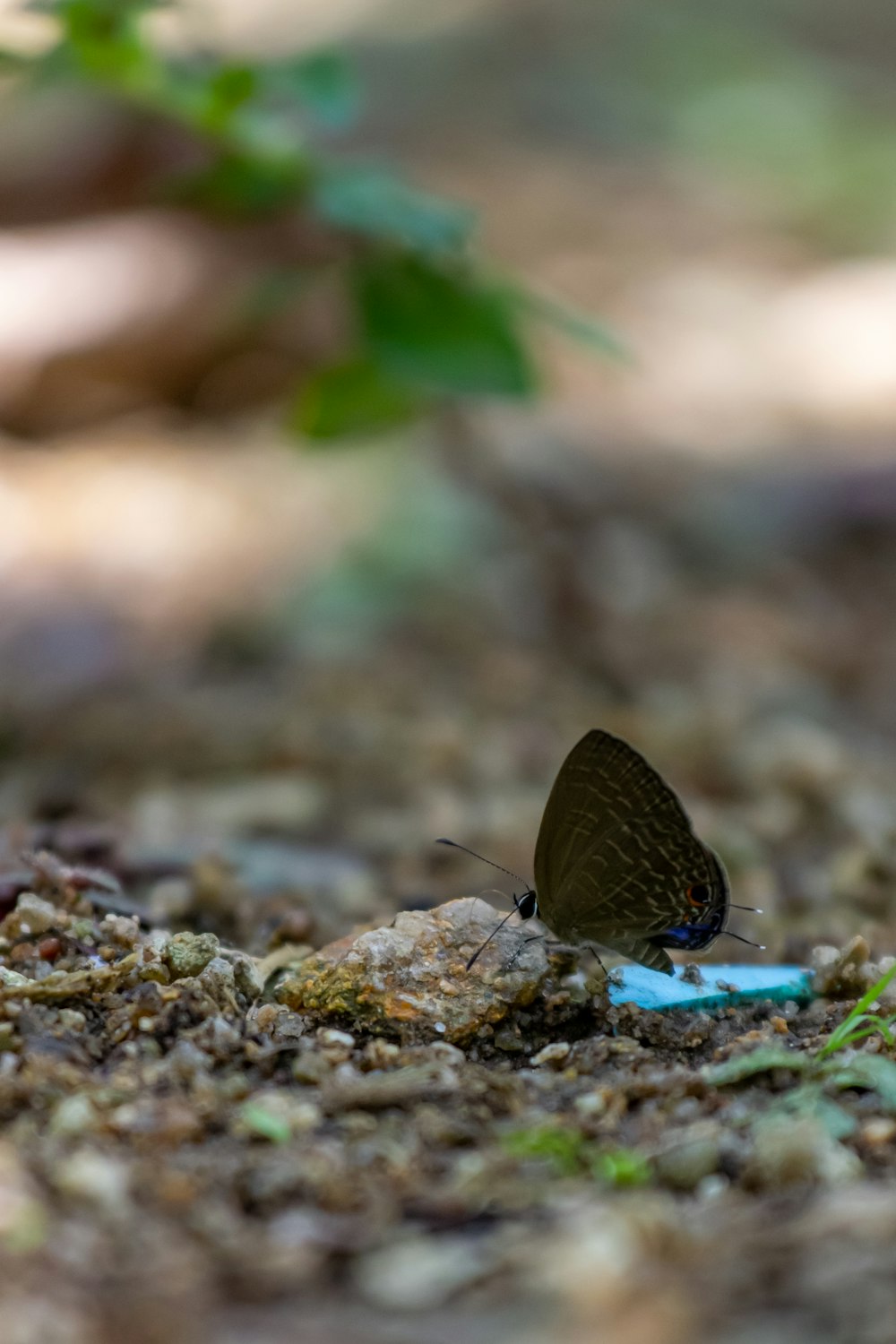 a blue and black butterfly on the ground