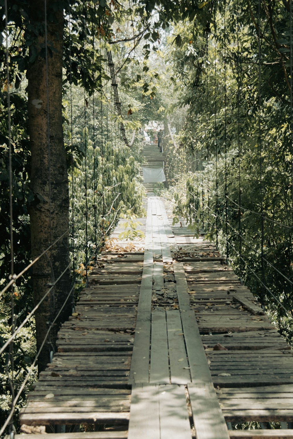 a wooden walkway in the middle of a forest