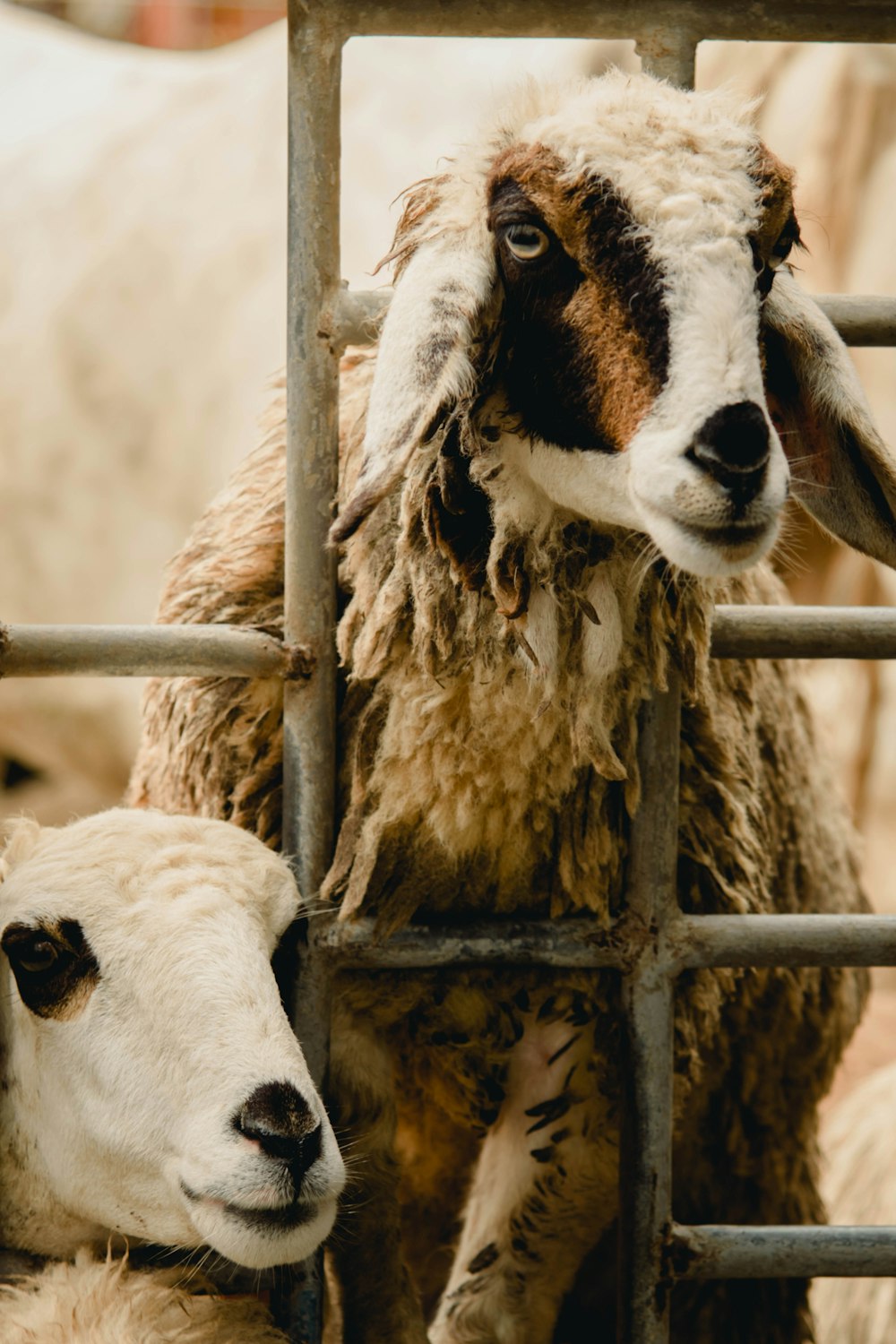 a couple of sheep standing next to each other