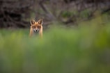 An intimate portrait of a curious fox peering through autumn leaves with soft natural lighting.