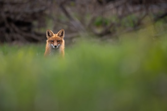 Close-up of a fox peering through autumn leaves in soft natural light.