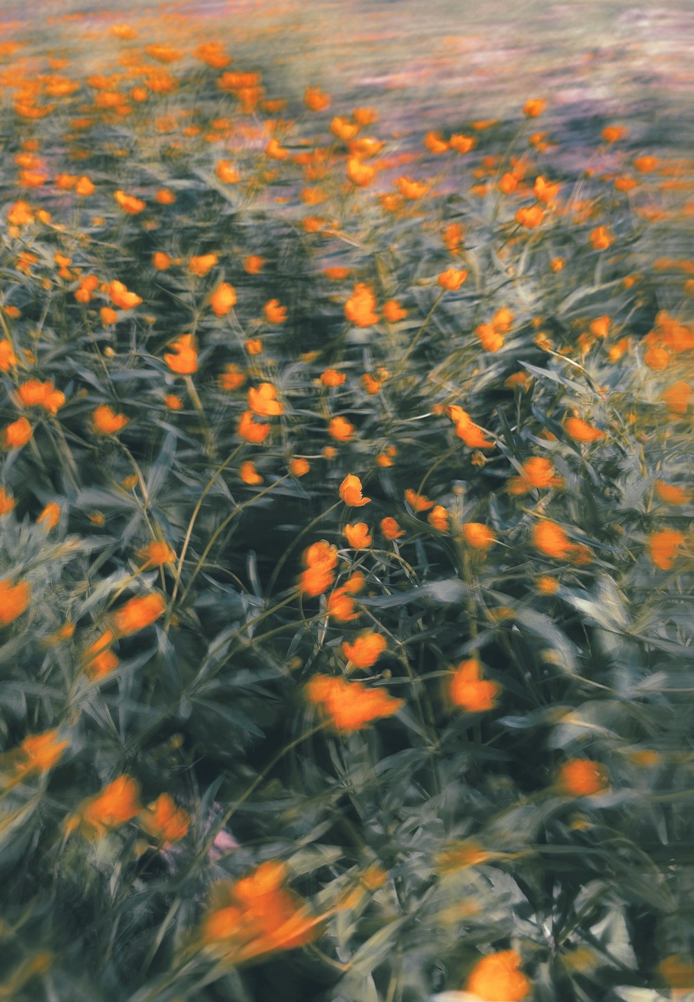 a field full of orange flowers with a sky background