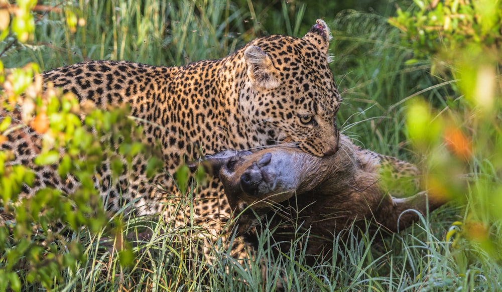 a large leopard laying on top of a bear in the grass
