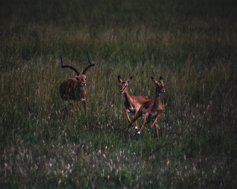 two antelope running through a field of tall grass