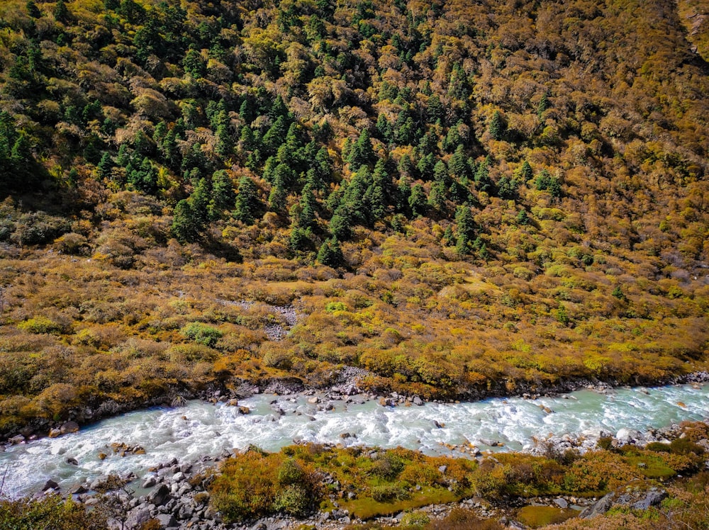 a river running through a lush green forest