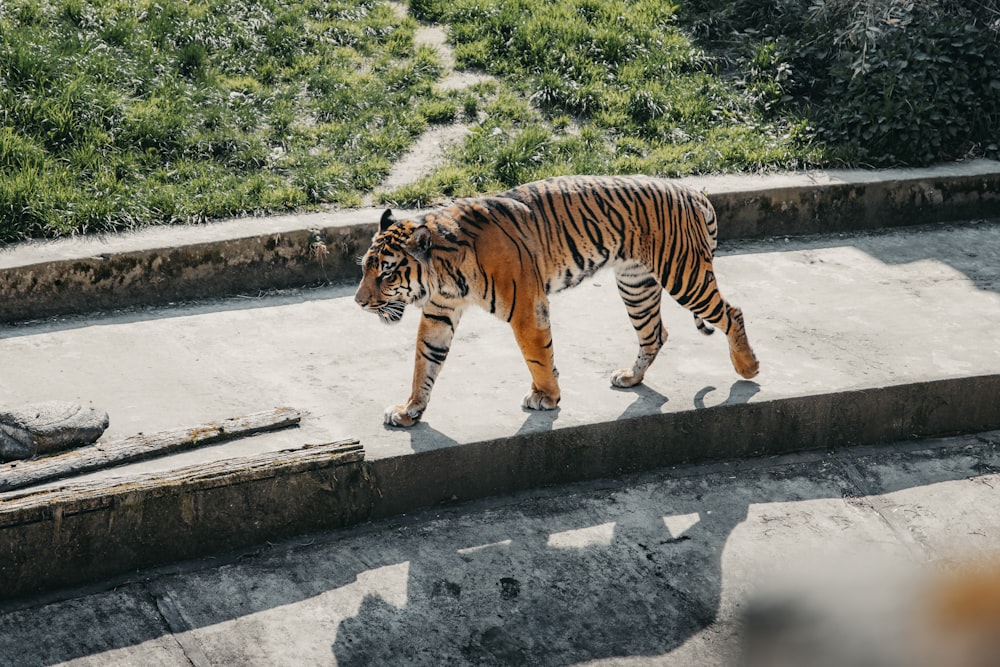 a large tiger walking across a cement field