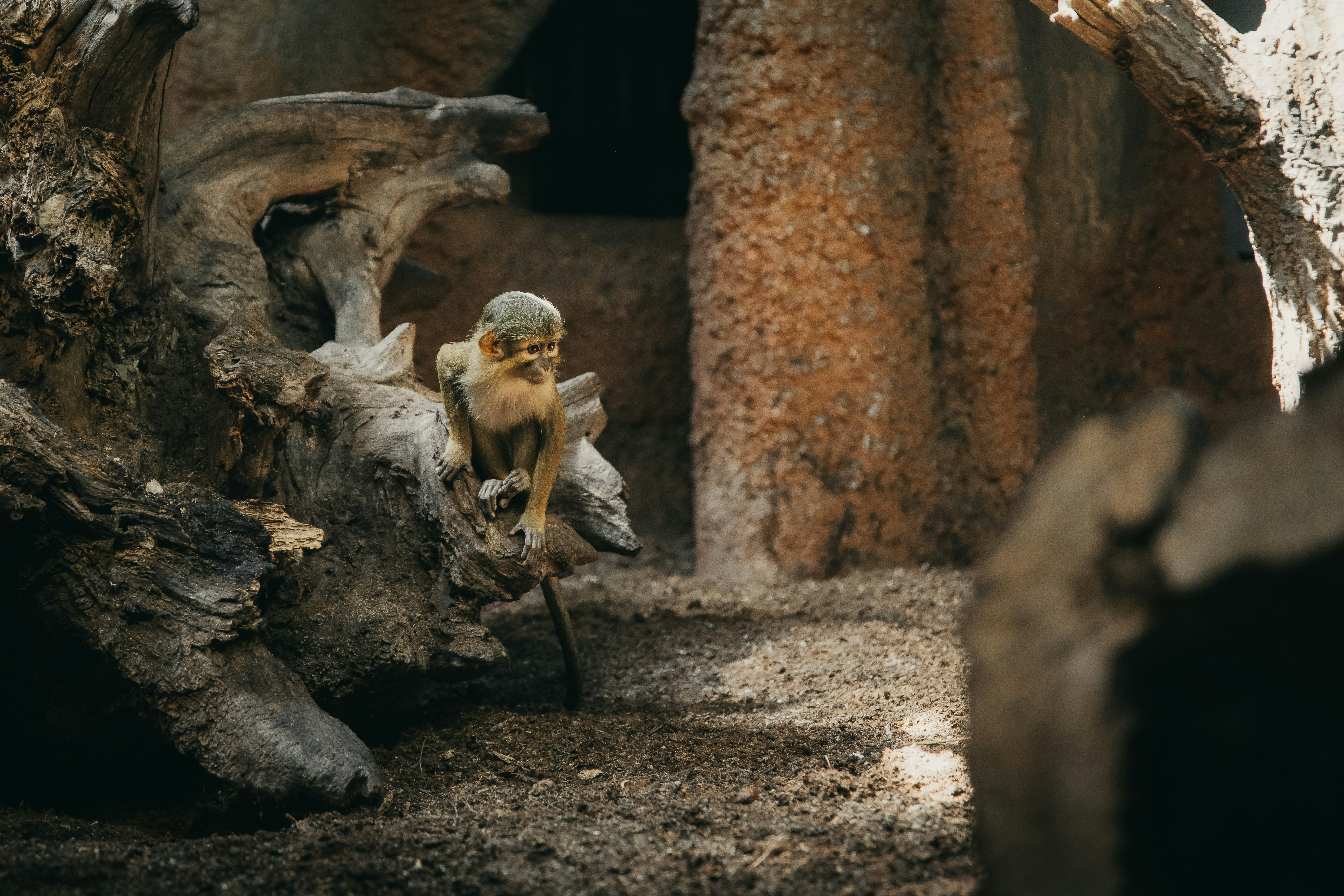 a monkey sitting on top of a tree stump