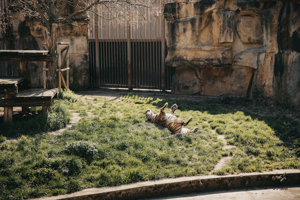 a dog laying in the grass near a fence