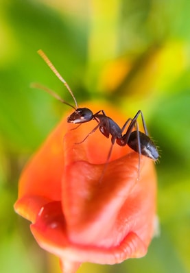 a couple of ants standing on top of a flower
