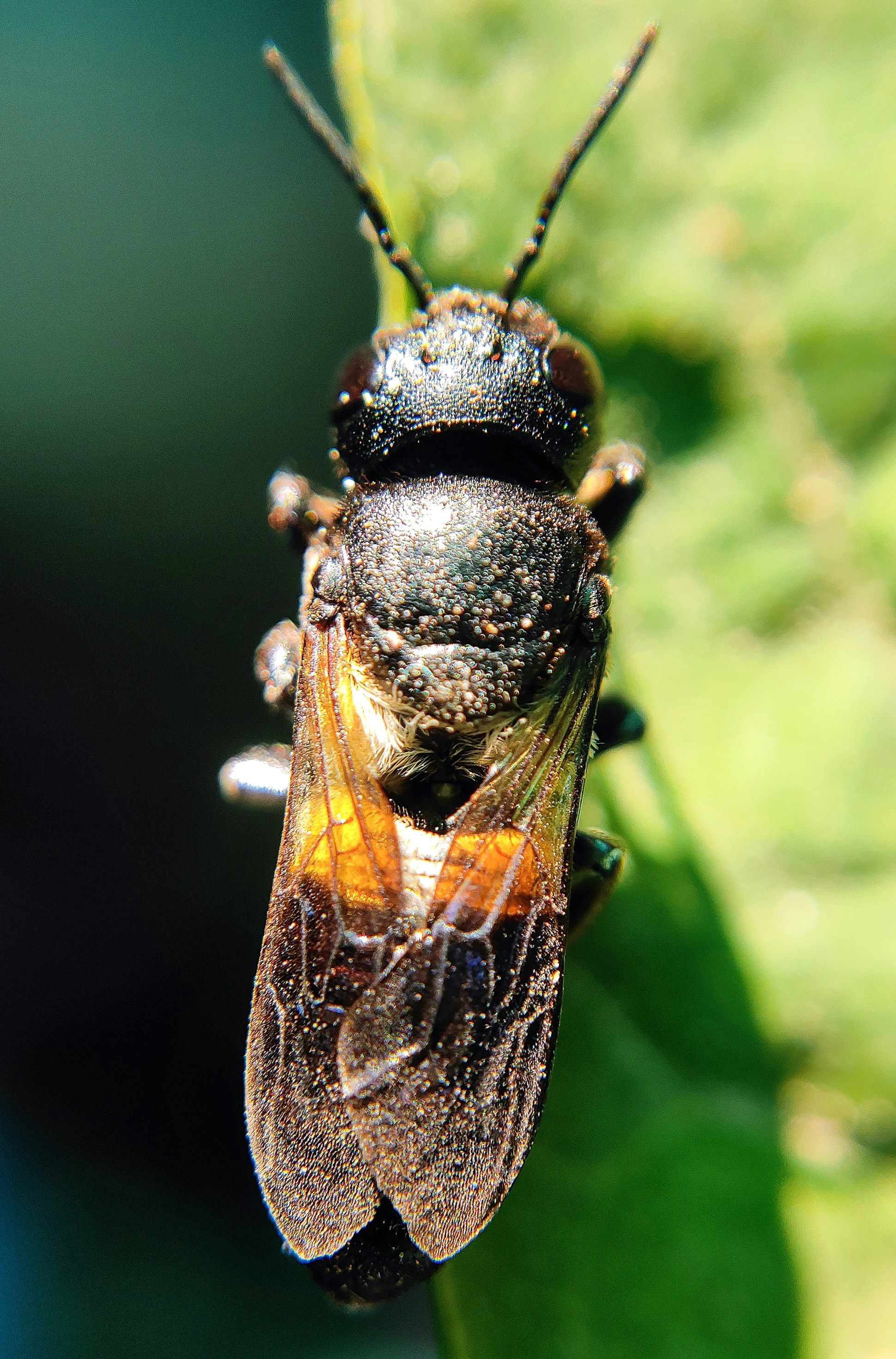 Photo by macrosam
