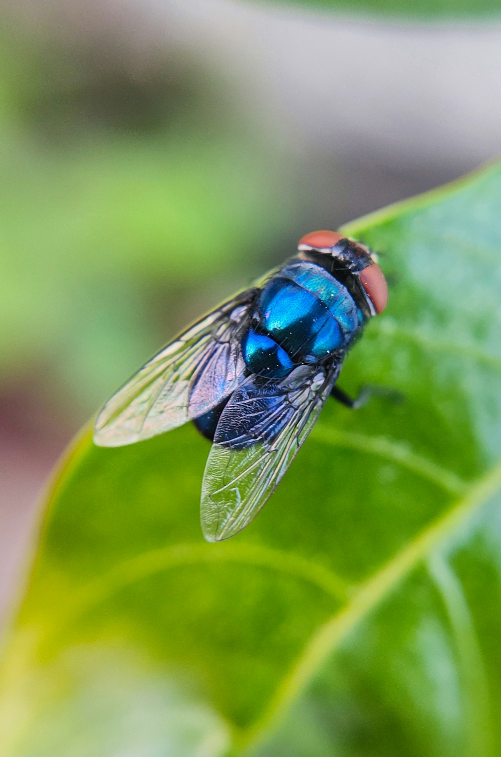 a blue fly sitting on top of a green leaf