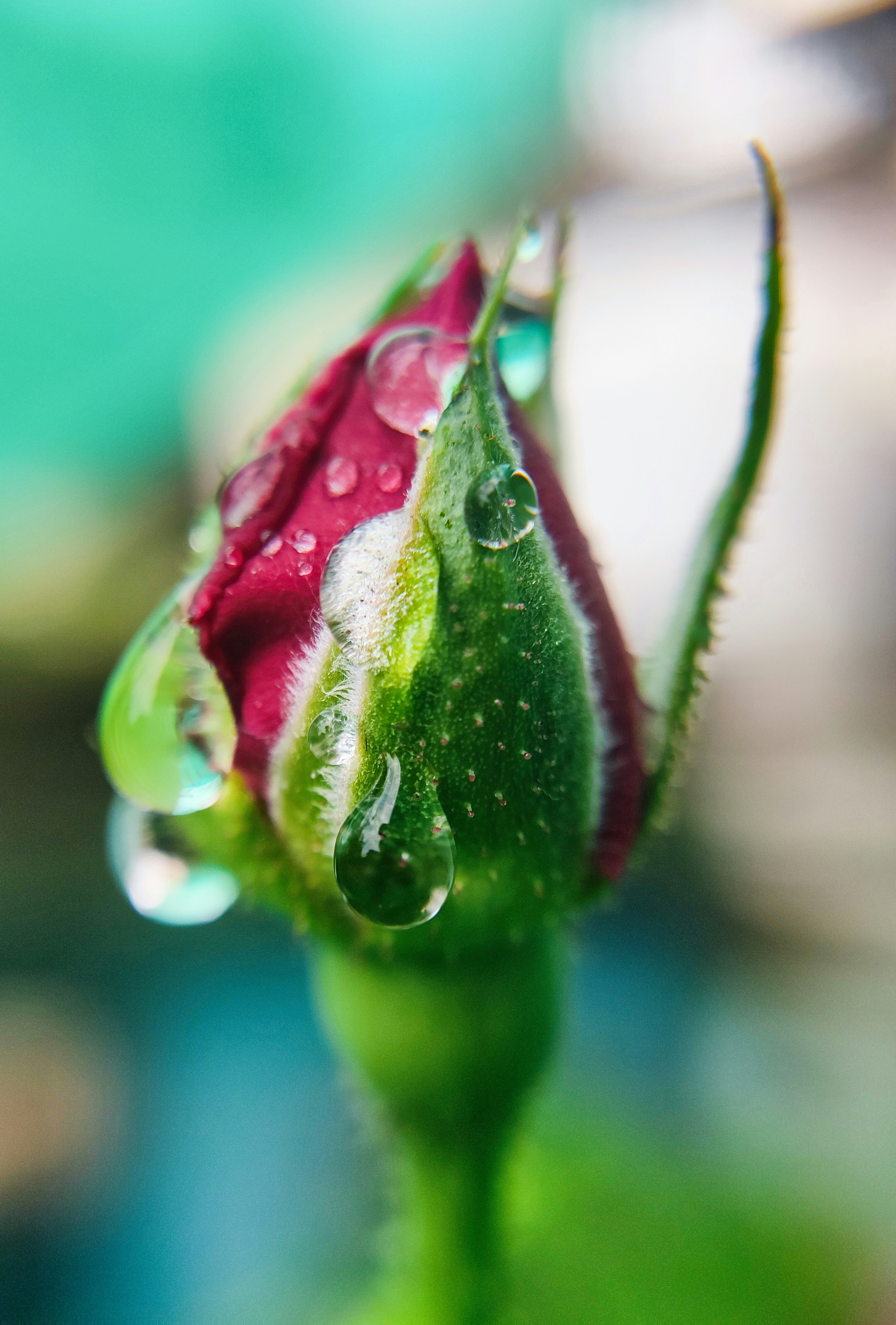 Photo by macrosam