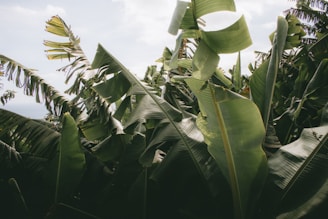 Large green banana leaves fill the scene, with varying shades of green creating depth and texture. Sunlight streams through, casting gentle shadows on the foliage. The sky is partially visible, with soft clouds adding a peaceful background.