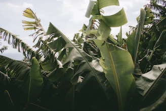 Wide shot of green banana leaves waving gently in the breeze on a sunny day.