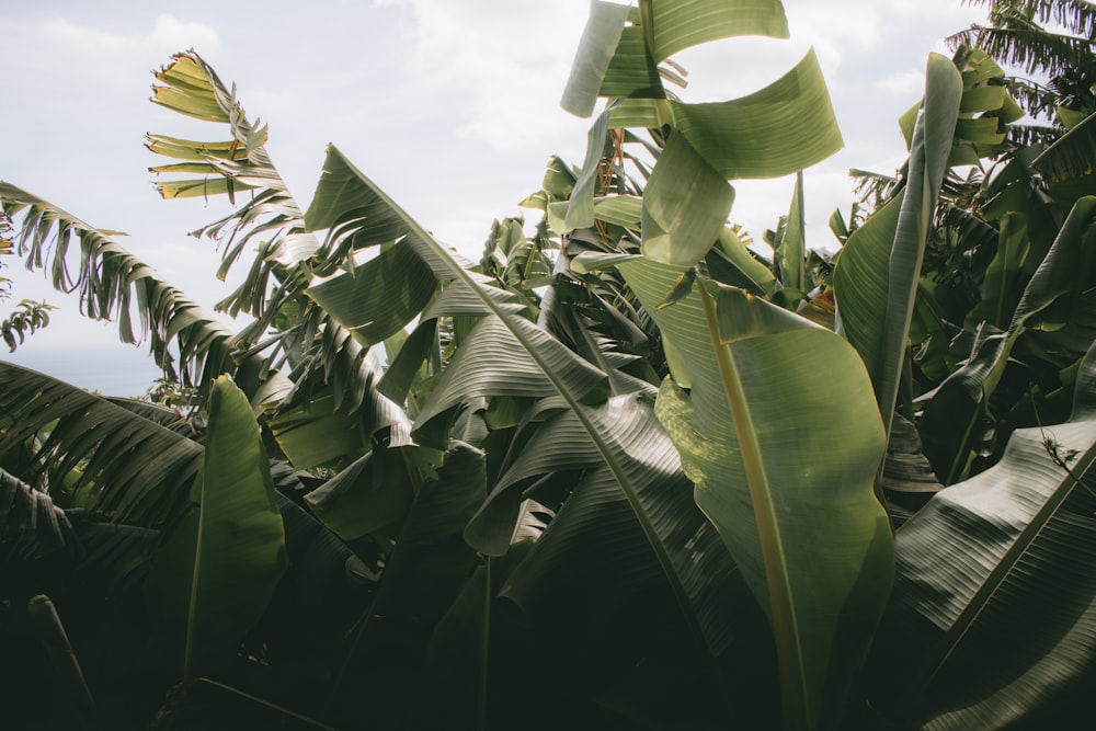 a banana tree with lots of green leaves