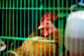 A rooster with red comb and wattles is inside a green wire cage. The focus is on the rooster's head, showing its vibrant colors and detailed texture of feathers.