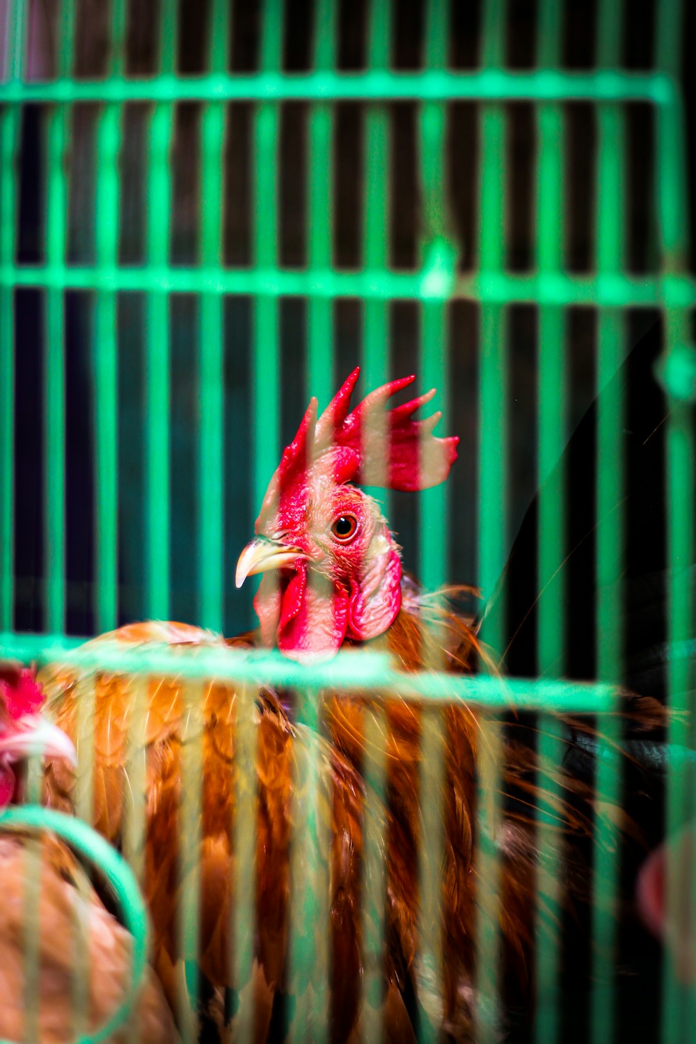 a group of chickens standing inside of a cage