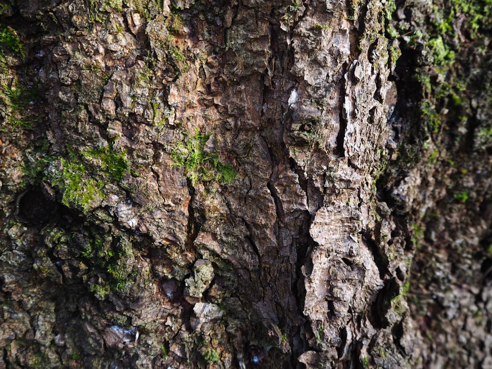 a close up of the bark of a tree