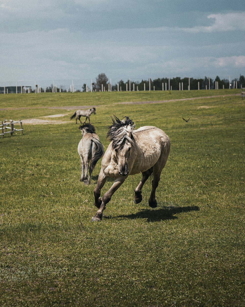 a couple of horses running across a lush green field