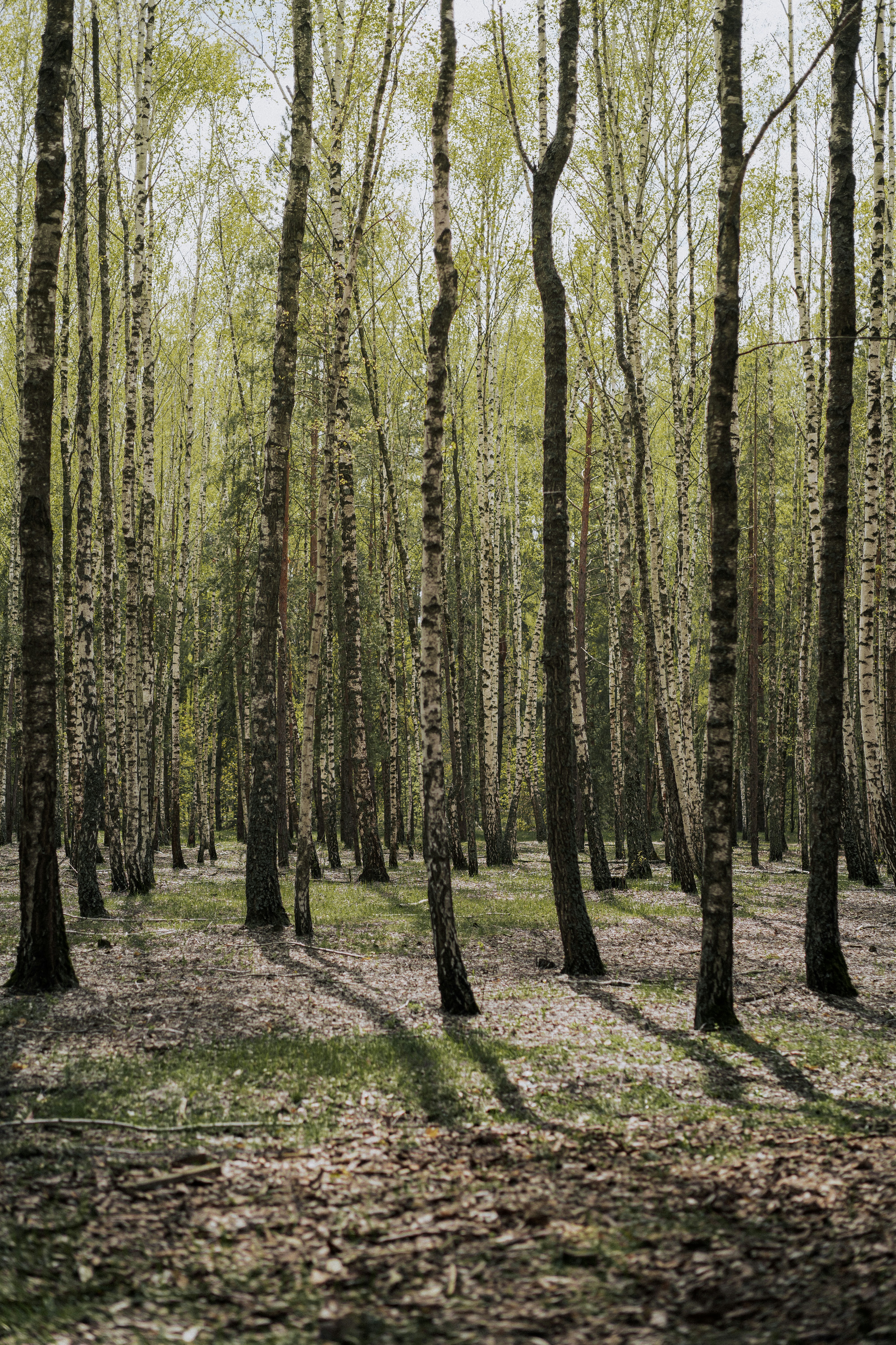 Photo by maksym_tymchyk