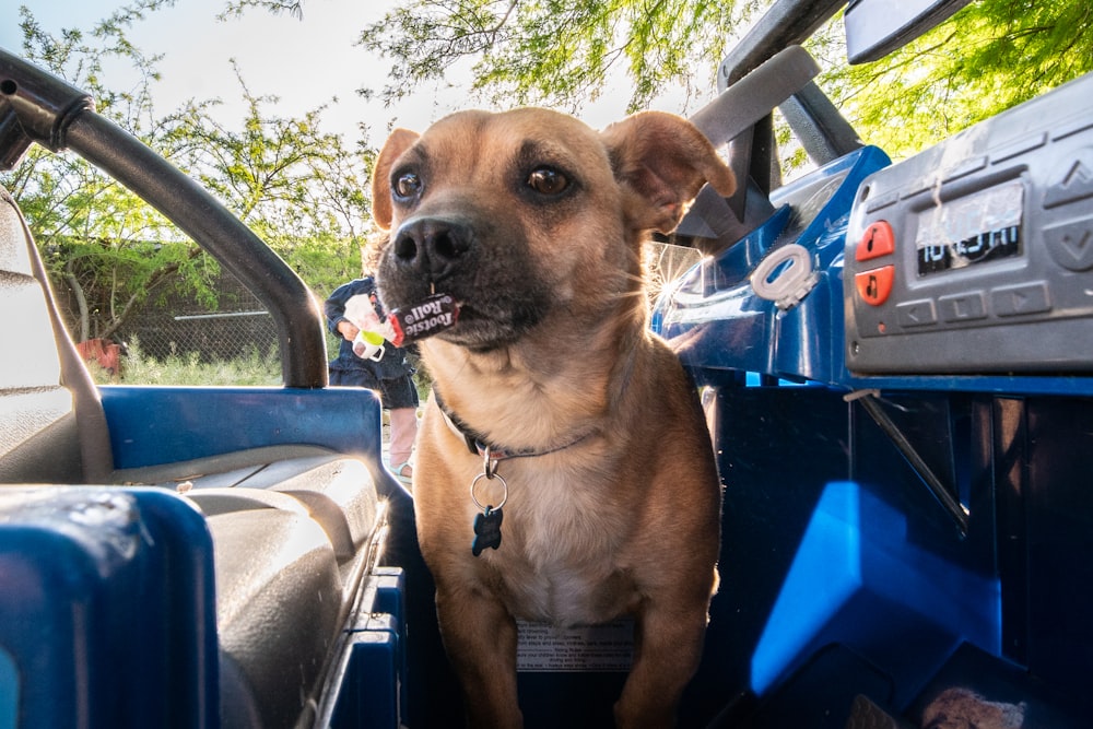 a brown dog sitting in the back of a truck