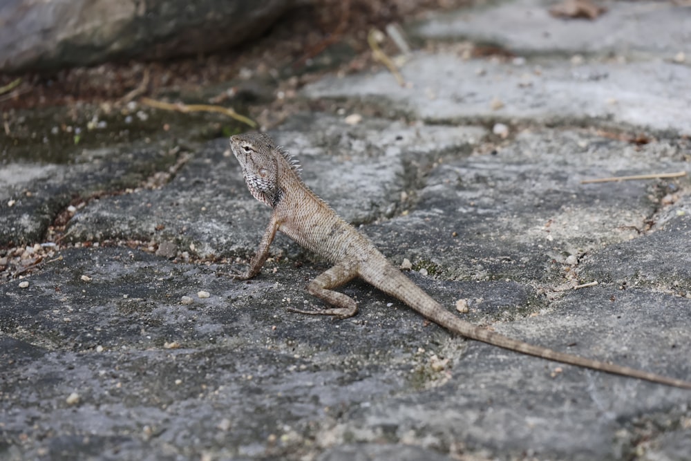 a lizard that is sitting on a rock