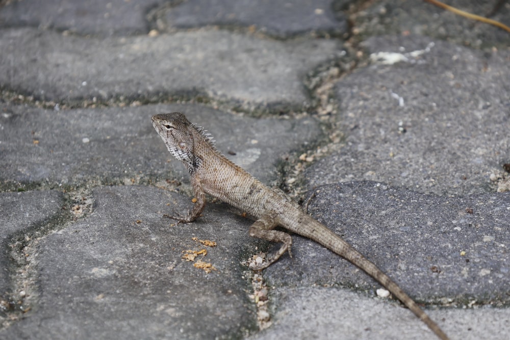 a lizard that is standing on some rocks