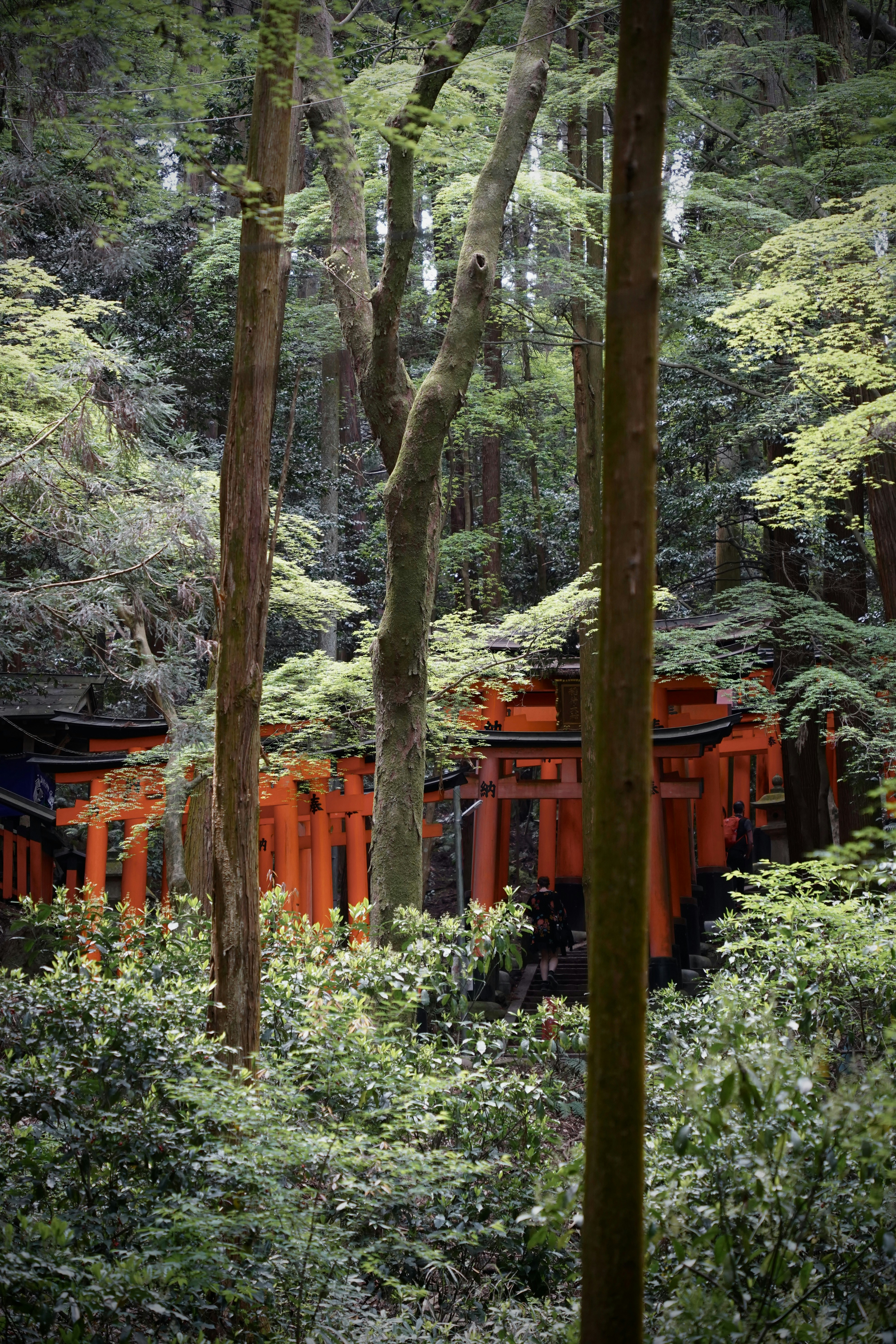 Photo by shpetimujkani