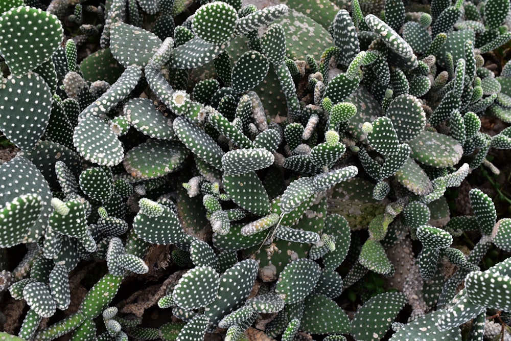 Un primer plano de un montón de plantas de cactus