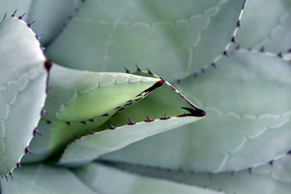 Un primer plano de una planta verde con hojas