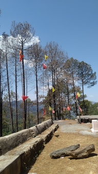 A serene outdoor scene depicts a path lined with tall, sparse pine trees adorned with colorful flags. The clear blue sky stretches above, with a few fluffy clouds. A rough-hewn stone wall and a large wooden log are visible in the foreground, casting shadows on the dry, grassy ground. The trees extend into a verdant, hilly background.